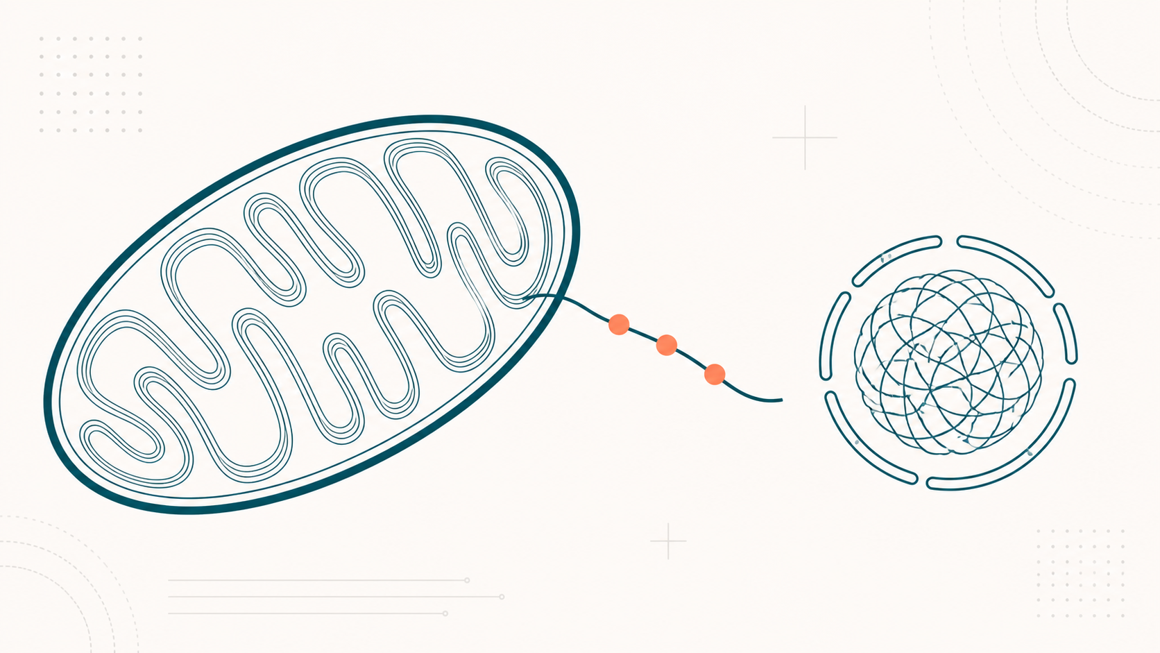Editoriale Illustration: abstrakter Mitochondrien-Querschnitt mit emergierendem MOTS-c-Peptid