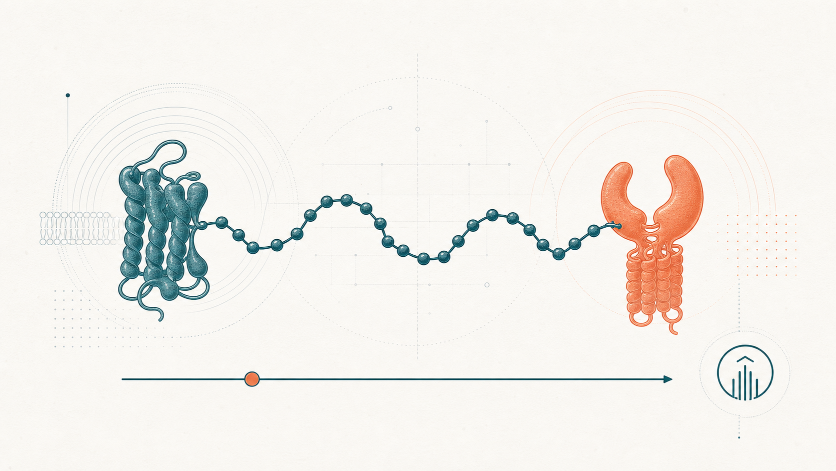 Editoriale Illustration: bispezifisches Survodutide-Molekülschema (GLP-1 + Glucagon) mit 16,6%-Datenmarker und Boehringer-Mark